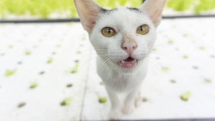 Cat stared in green house hydroponics garden, Close up..