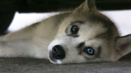 Siberian Husky Puppy lying under the car, with Copy Space for Text..
