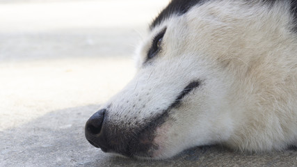 Siberian Husky sleeping lonely Sun's rays  close-up, copy space for your text..