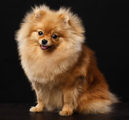 Pomeranian spitz Dog on Isolated Black Background in studio
