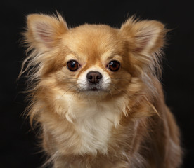 Chihuahua Dog  Isolated  on Black Background in studio