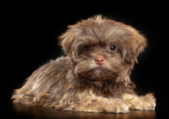 Russian colored lapdog Dog  Isolated  on Black Background in studio