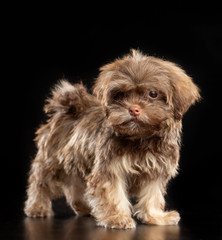 Russian colored lapdog Dog  Isolated  on Black Background in studio