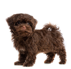 Russian colored lapdog Dog  Isolated  on white Background in studio