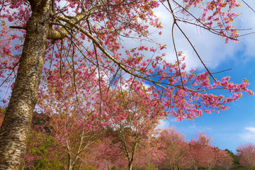Cherry blossom or Sakura flower full bloom in forest