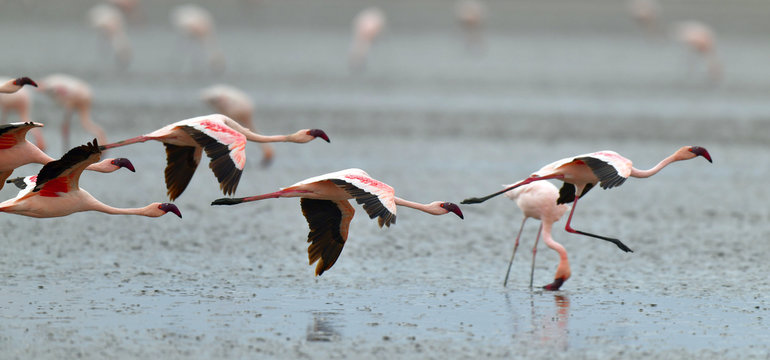 Fototapeta Flamingos in flight. Flying flamingos over the water of Natron Lake.  Lesser flamingo. Scientific name: Phoenicoparrus minor. Tanzania.