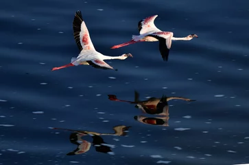 Photo sur Plexiglas Flamant Flamants roses en vol. Flamants roses volants au-dessus de l& 39 eau du lac Natron. Flamant nain. Nom scientifique : Phoenicoparrus minor. Tanzanie.