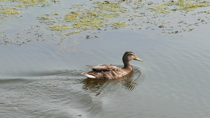 Brown Duck Swimming in a Calm Lake
