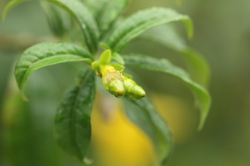 big bud of yellow flower macro view