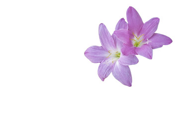 Fototapeta na wymiar beautiful pink rain Lily flower