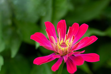 Obraz premium Close up of purple Zinnia flower . white Zinnia flower in the garden.