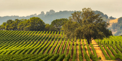 Panorama d& 39 un vignoble avec Oak Tree., Sonoma County, Californie, USA