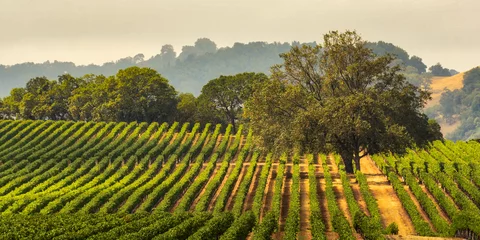 Fotobehang Panorama van een wijngaard met eikenboom., Sonoma County, Californië, VS © Gary Saxe