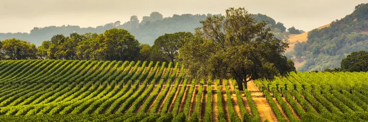 Abwaschbare Fototapete Weingarten Panorama eines Weinbergs mit Eiche., Sonoma County, Kalifornien, USA