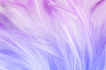 Obraz premium Pastel colored of chicken feathers in soft and blur style for the background