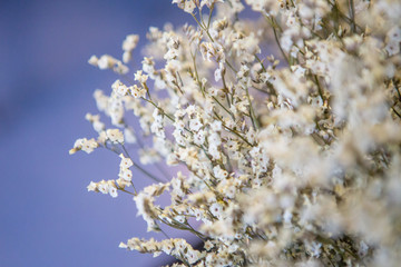 beautiful white statice flower