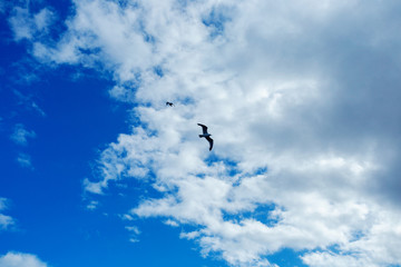 The bird is flying through the blue sky