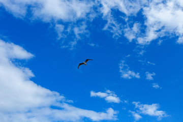 The bird is flying through the blue sky
