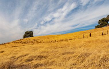 McCormick Park with fence line, dry grass field and lone tree