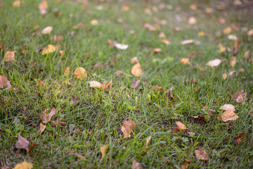Fallen dry leaves on the grass. Withering of nature. The arrival of autumn.