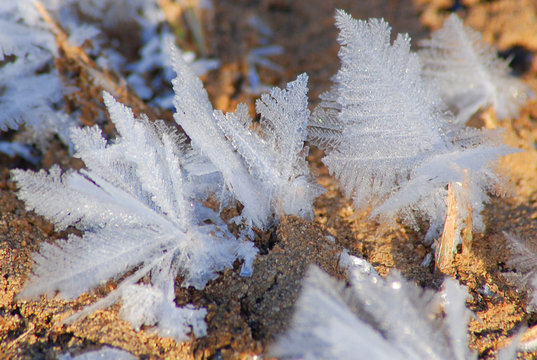 Frost Flowers on Cold Winter Morning