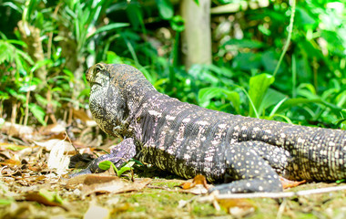 Lizard