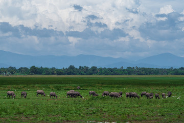 Buffalo in a meadow