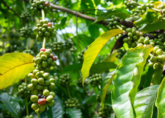 Green Coffee beans on a coffee tree