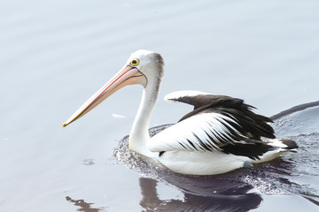 pelican in lake