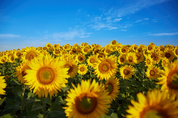 Fototapeta premium Field full of sunflowers