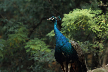 Obraz premium peacock in the forest