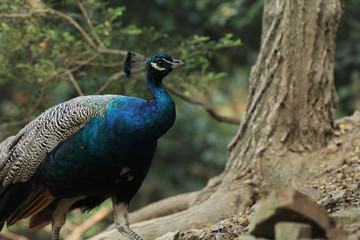 peacock in the forest