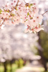 桜咲く