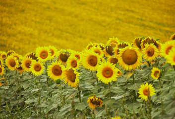 Field full of sunflowers