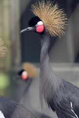 Fototapeta premium grey crowned crane in zoo