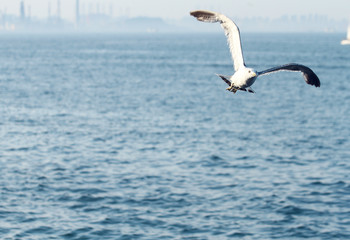 swan in flight over the sea