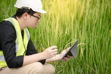 Obraz premium Asian male agronomist or agricultural engineer holding rice spike observing green rice field with digital tablet for the agronomy research. Agriculture and technology concepts