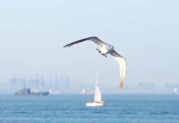 seagull in flight in sky over the sea