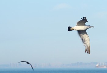 Fototapeta na wymiar seagull in flight in blue sky