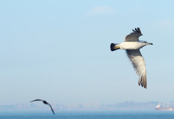 seagull in flight in blue sky
