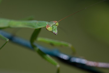 Praying mantis
