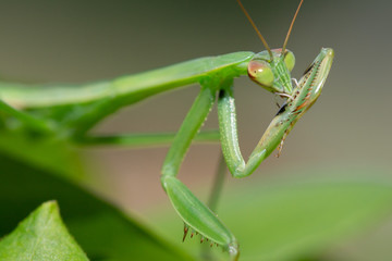 Praying mantis