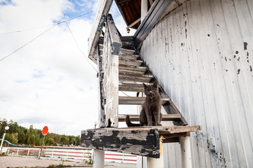 Portrait of a beautiful gray cat sitting on the stairs of an old white lighthouse near mine on a warm autumn day