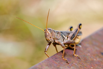 grasshopper on rust