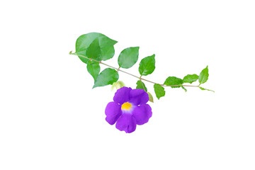 Inflorescence of thunbergia erecta flower blooming with water drops and green leaf  branch  isolated on white background