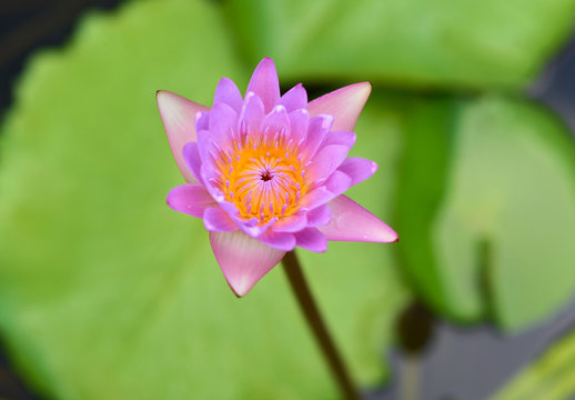 Pink Lotus flower  in the peaceful pond..