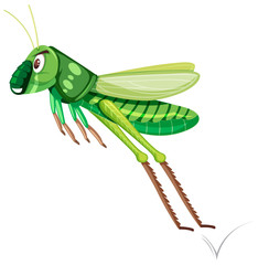 A green grasshopper on white background