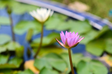 Obraz premium Pink and White Lotus flower in the peaceful pond