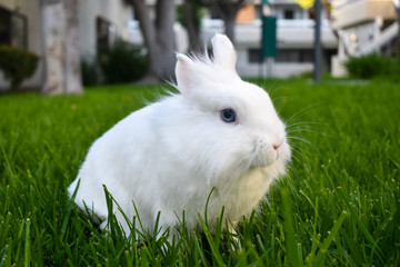 Cute white dwarf bunny playing in the grass outside