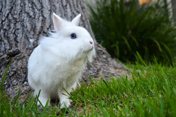 Cute white dwarf bunny playing in the grass outside